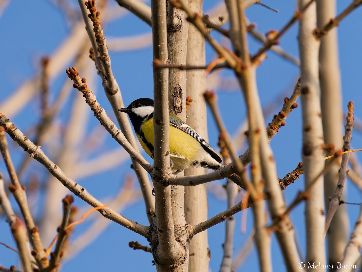 ヨーロッパシジュウカラ - ML644479442