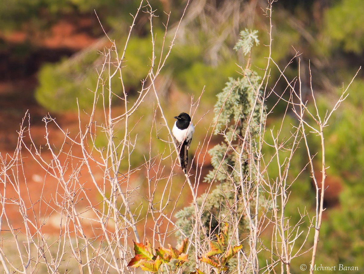 ユーラシアカササギ - ML644479446