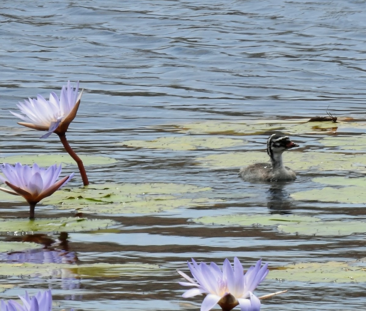 Madagascar Grebe - ML644479447