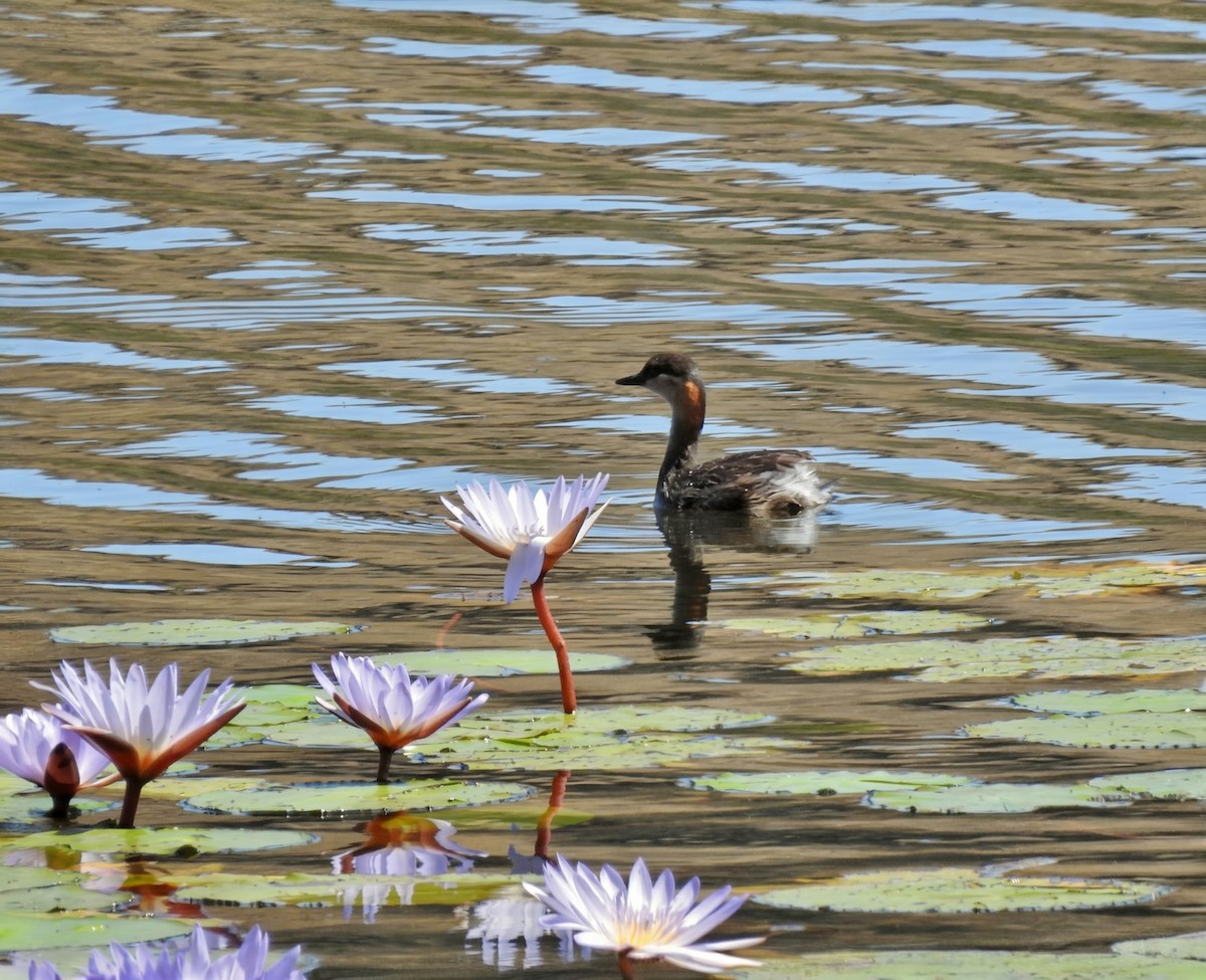 Madagascar Grebe - ML644479448