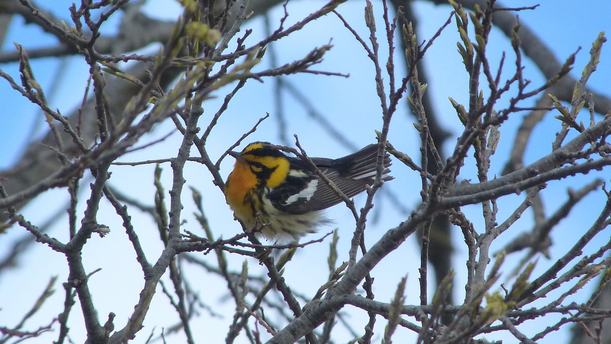 Turuncu Boğazlı Ötleğen - ML644479451