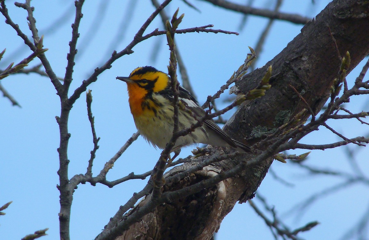 Turuncu Boğazlı Ötleğen - ML644479452