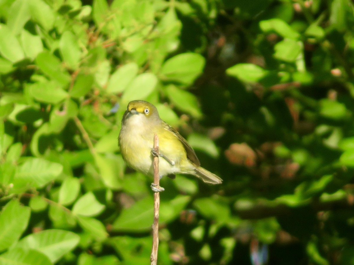 Белоглазый виреон - ML644479457