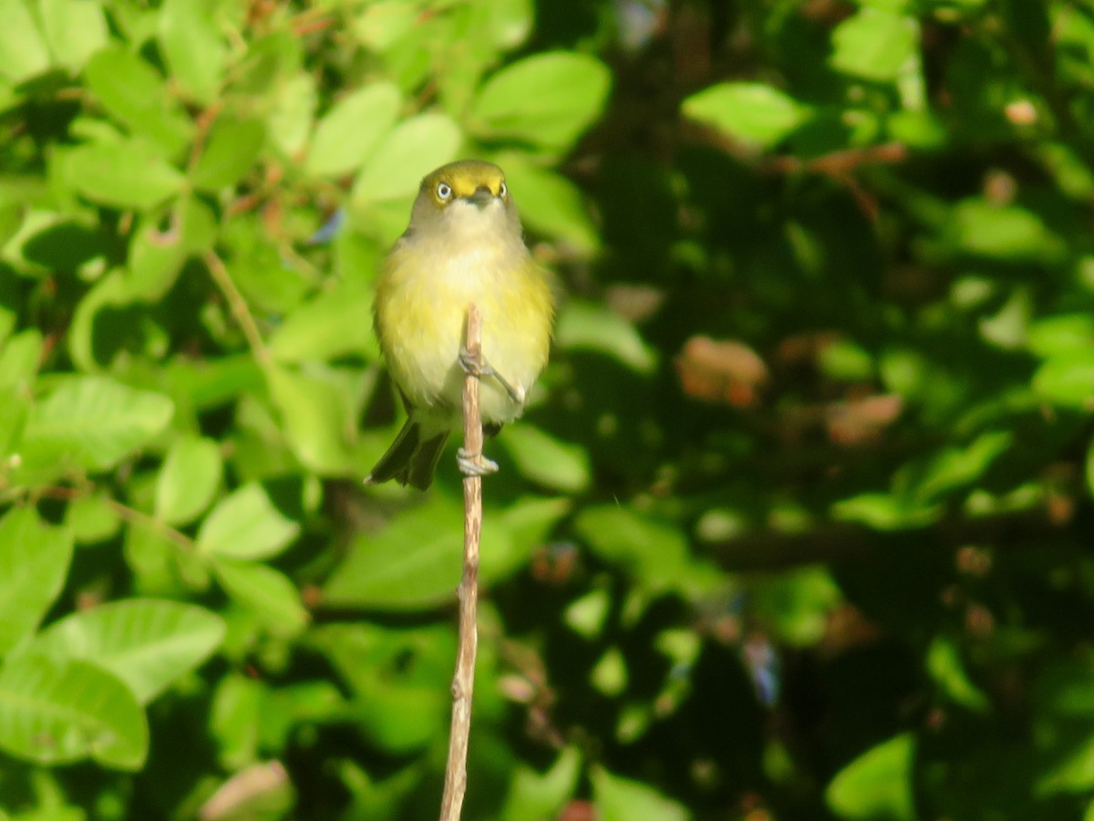 Белоглазый виреон - ML644479458