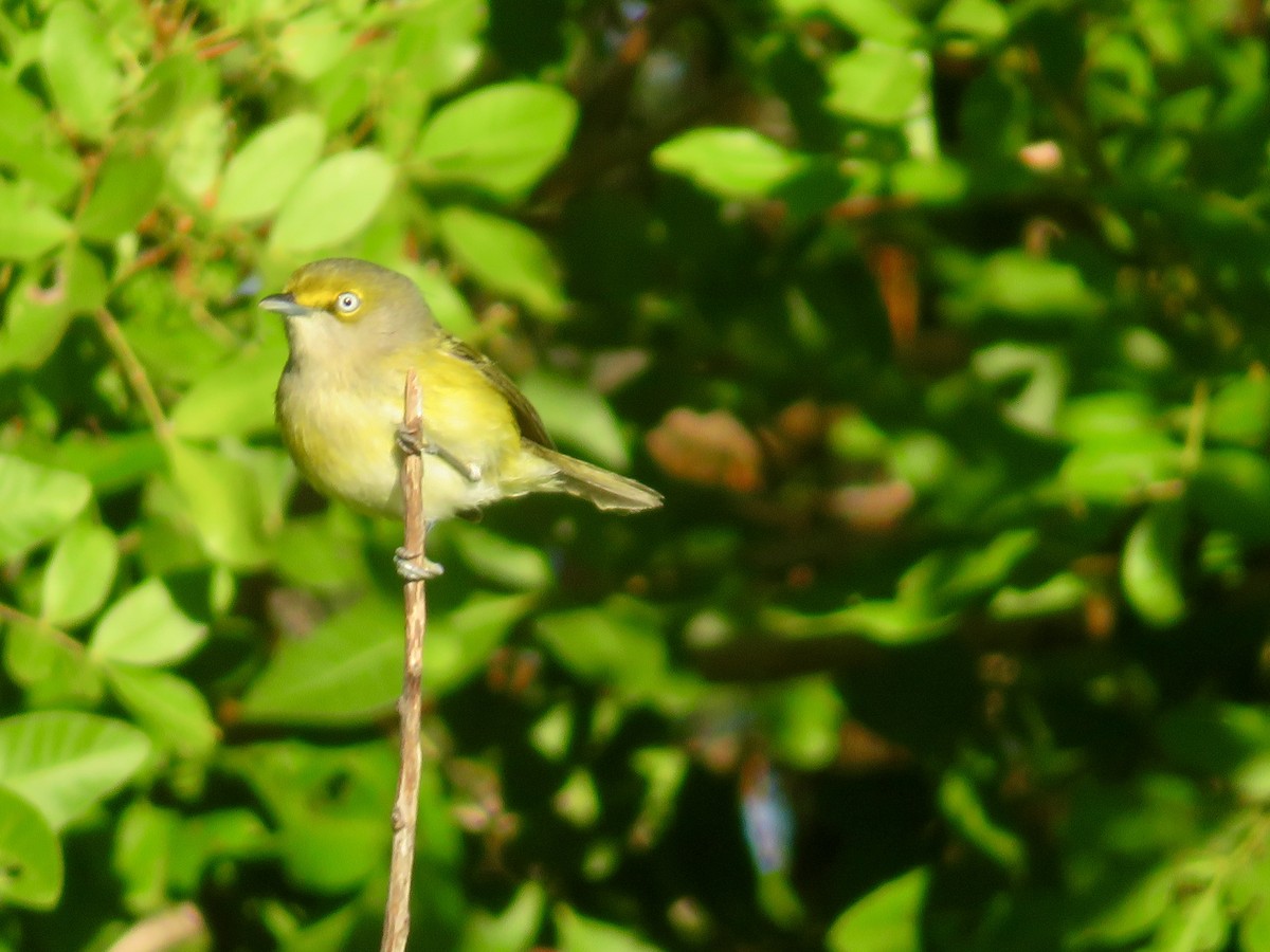Белоглазый виреон - ML644479459