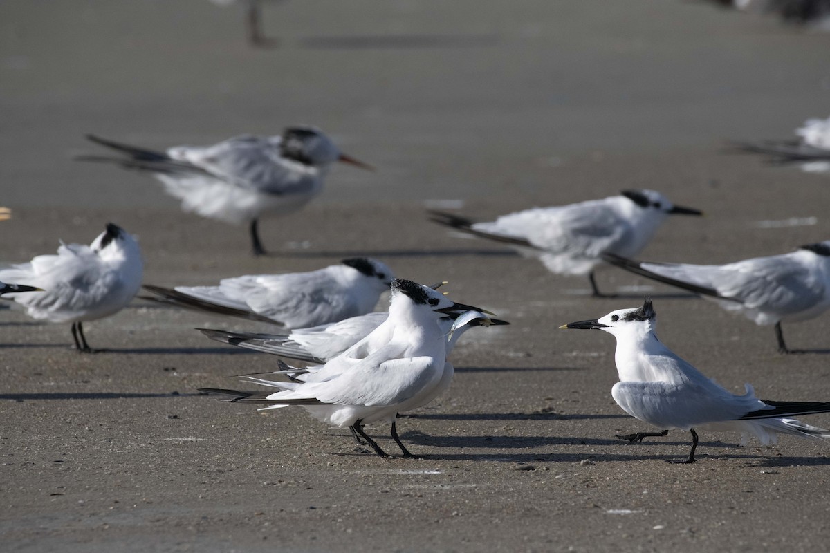 Sandwich Tern - ML644479463
