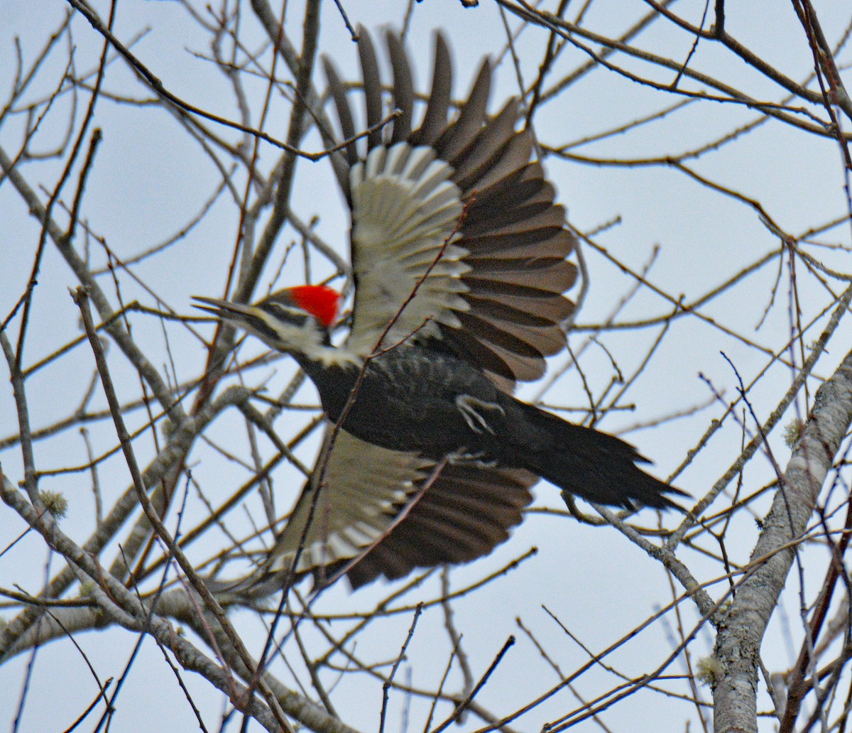 エボシクマゲラ - ML644479468