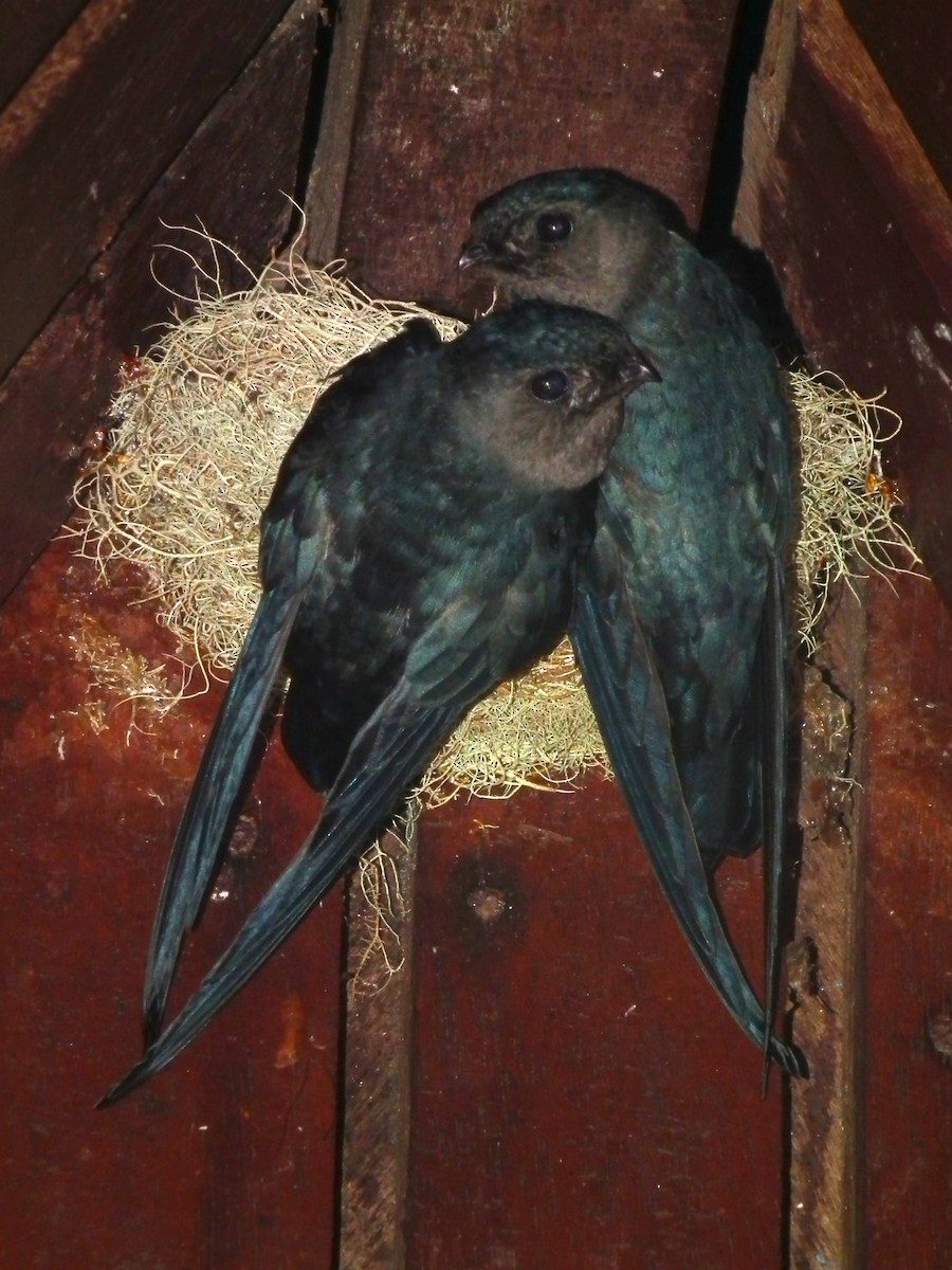 Plume-toed Swiftlet - ML644479469