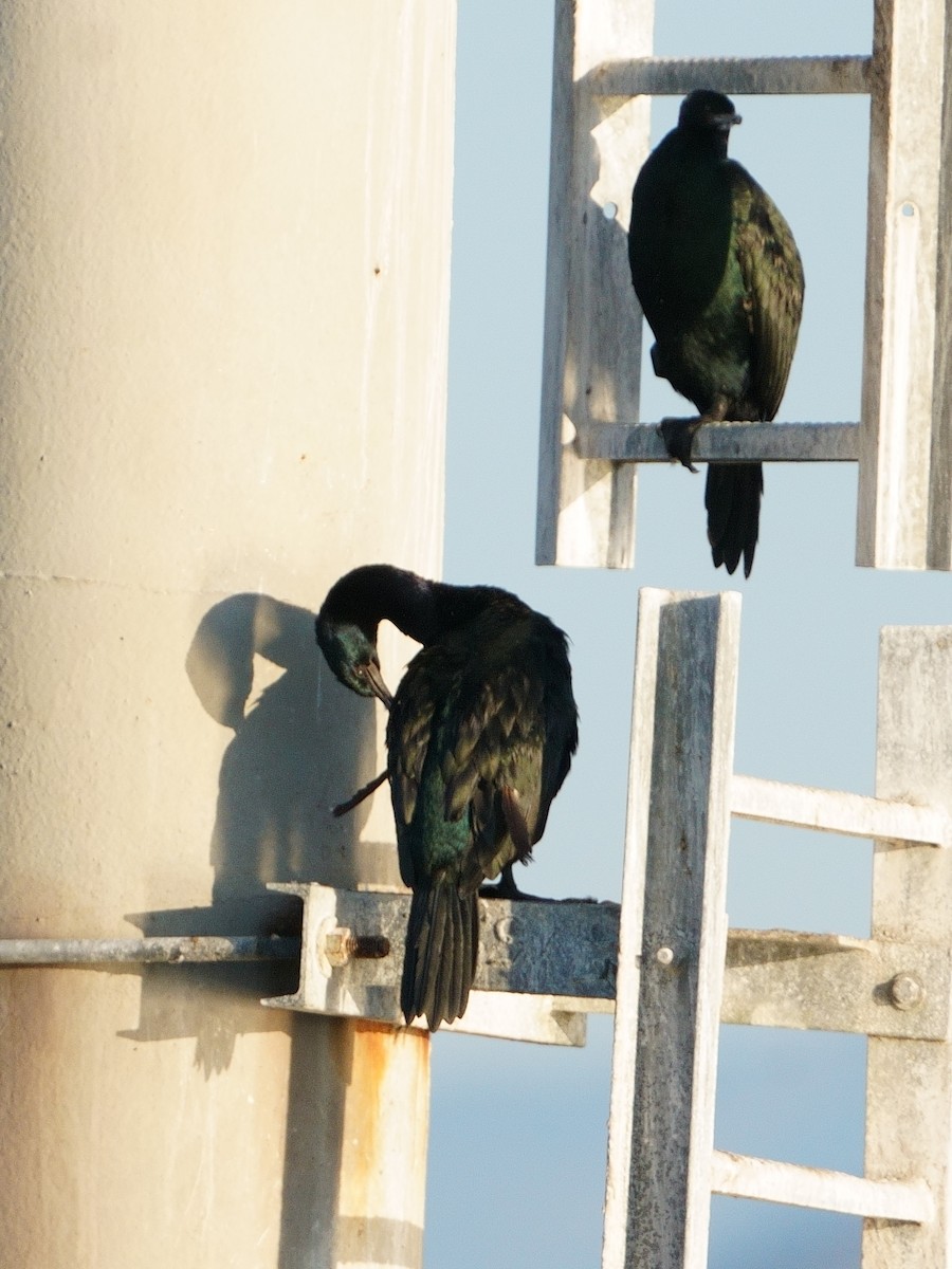 ヒメウ - ML644479470