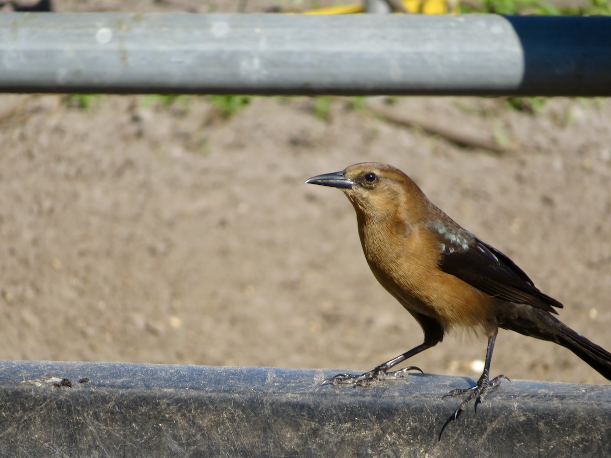 キタオナガクロムクドリモドキ - ML644479474