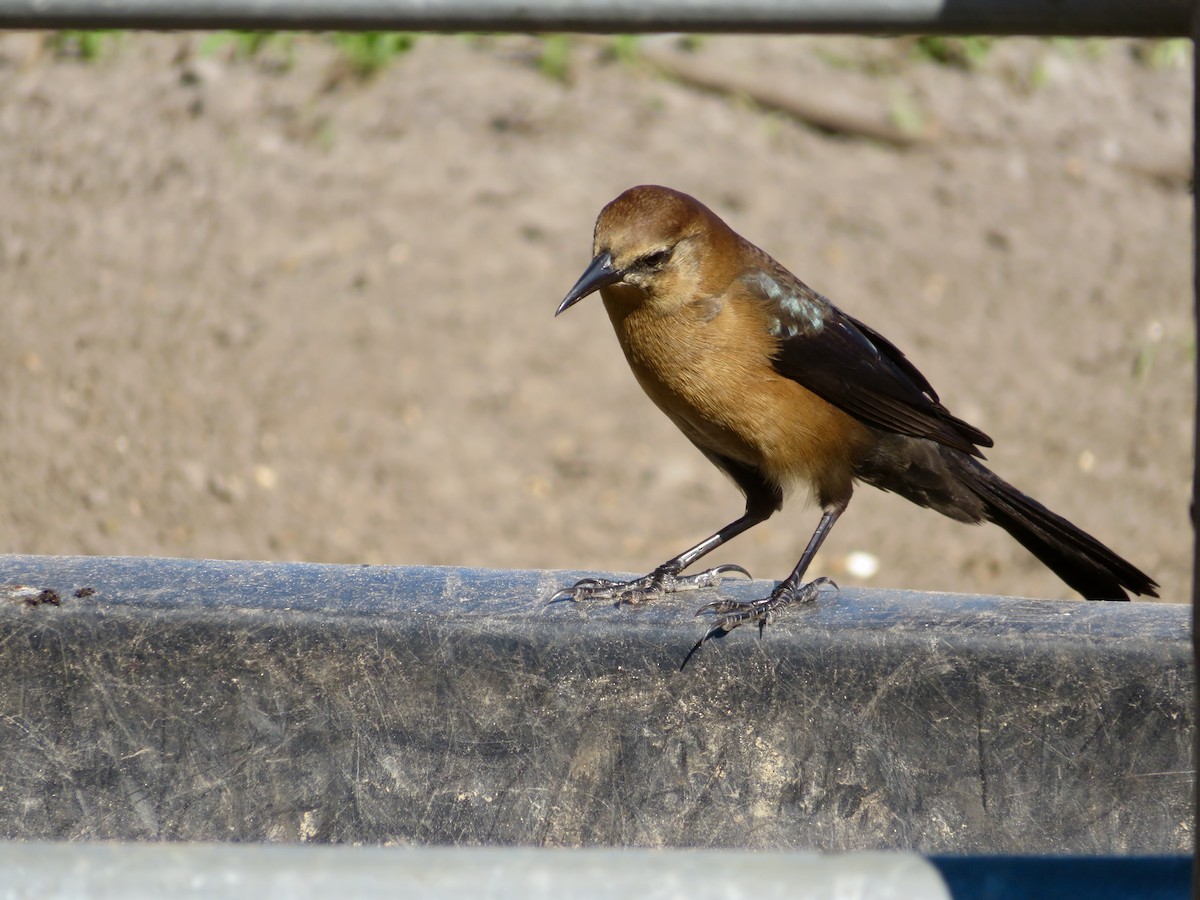 キタオナガクロムクドリモドキ - ML644479475