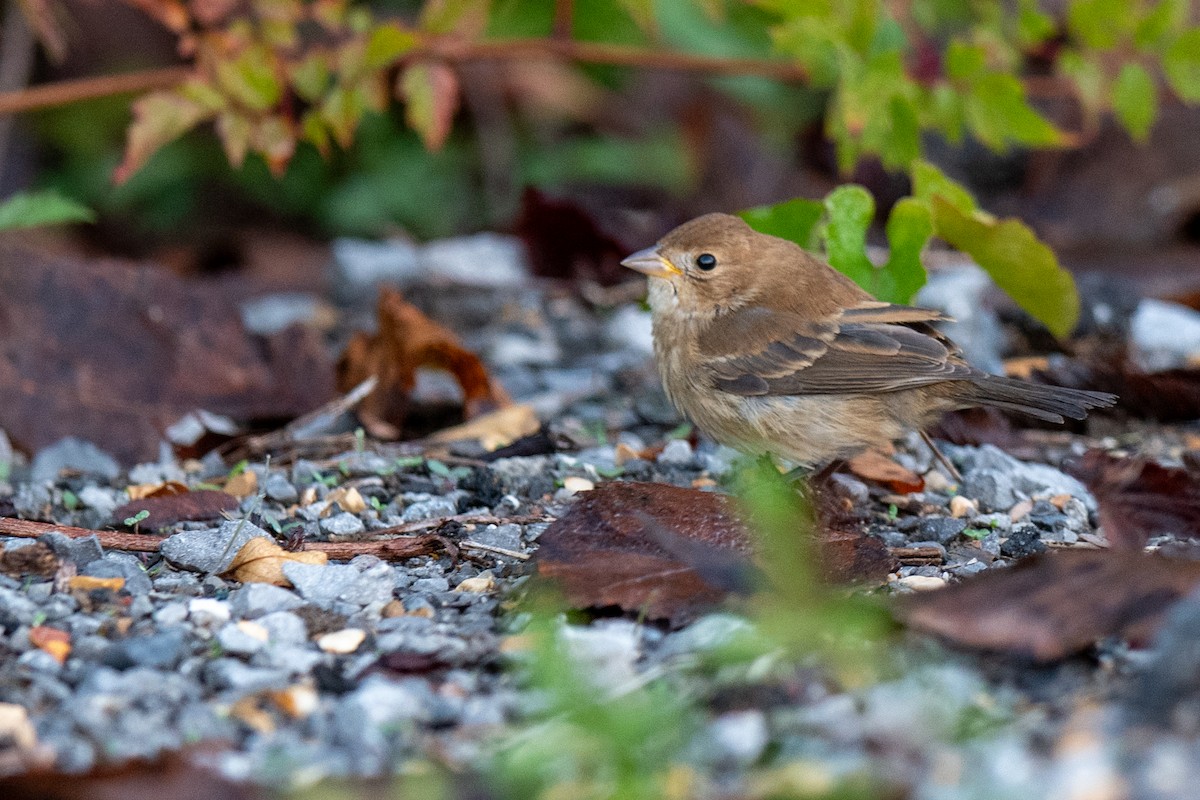 ルリノジコ - ML644479477