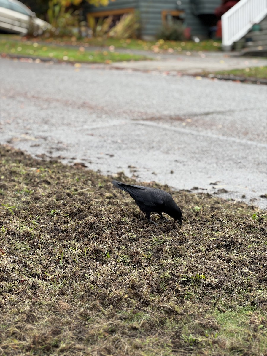 アメリカガラス - ML644479480