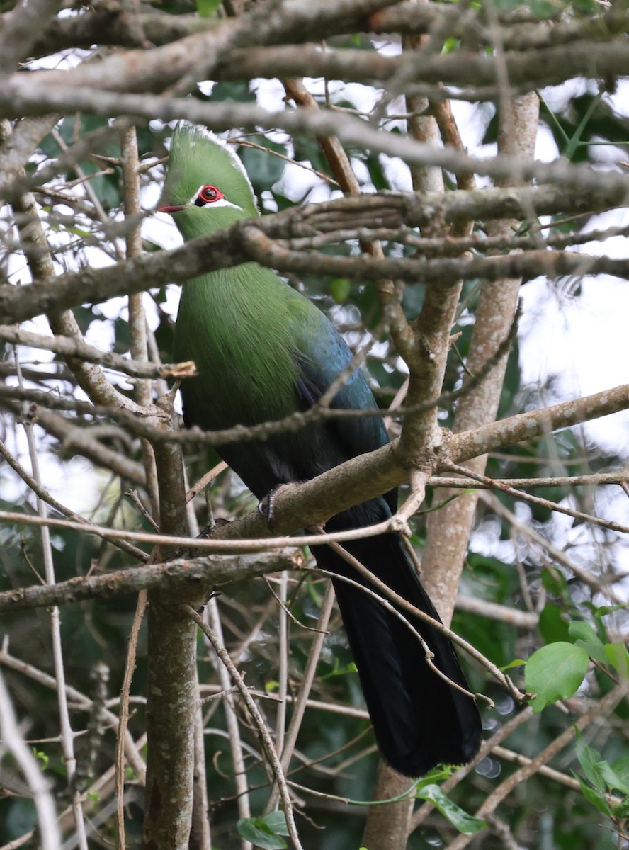 エボシドリ（corythaix） - ML644479483