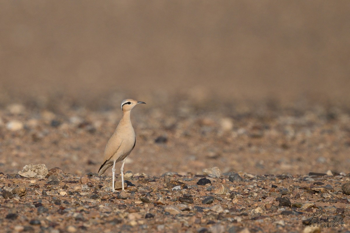 スナバシリ - ML644479484