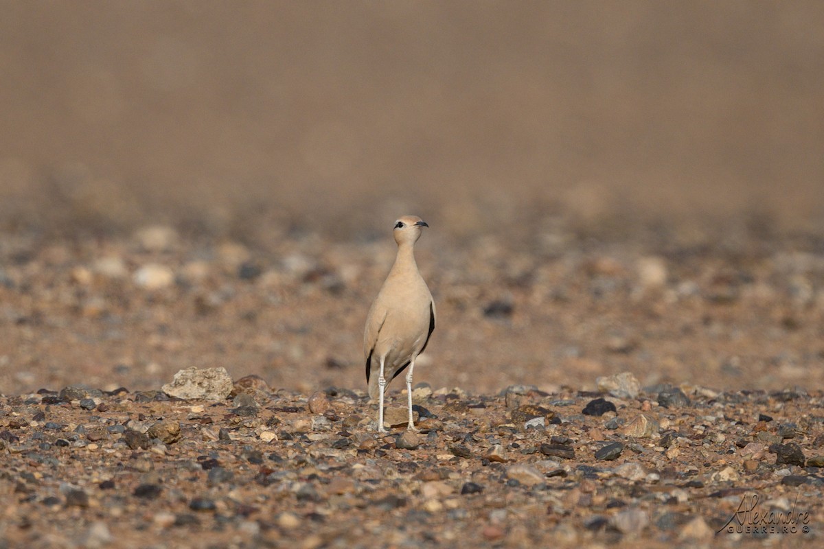 スナバシリ - ML644479485