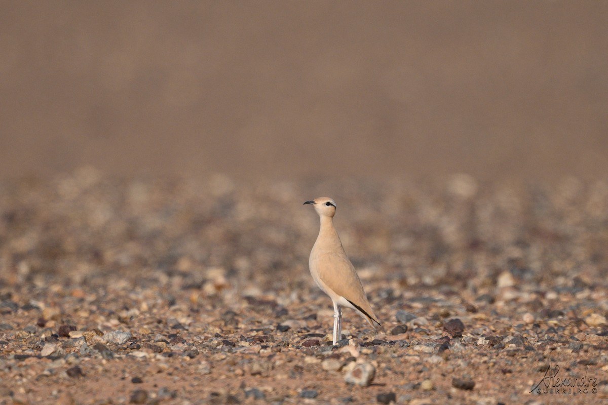 スナバシリ - ML644479487