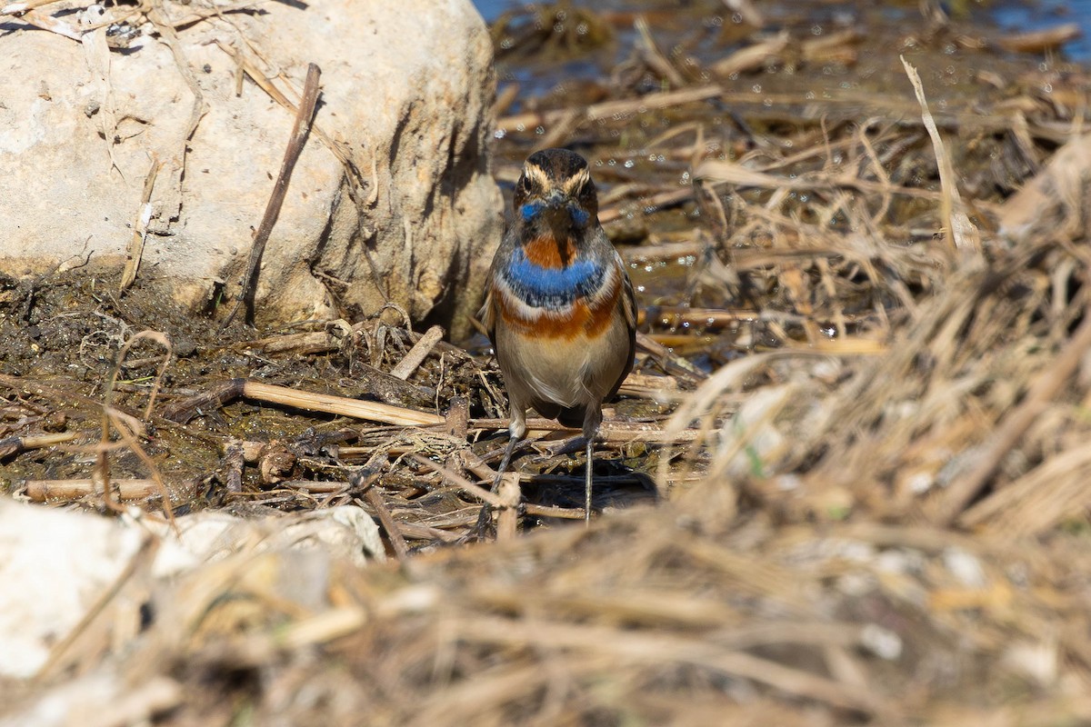 オガワコマドリ（svecica グループ） - ML644479488