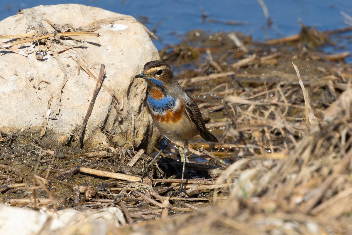 オガワコマドリ（svecica グループ） - ML644479489