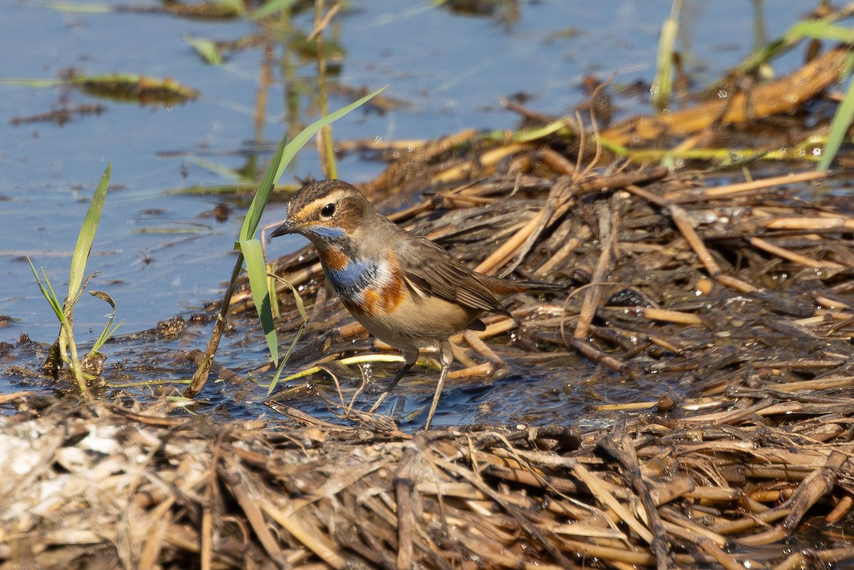 オガワコマドリ（svecica グループ） - ML644479490