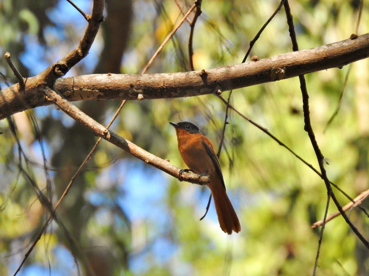 マダガスカルサンコウチョウ - ML644479491