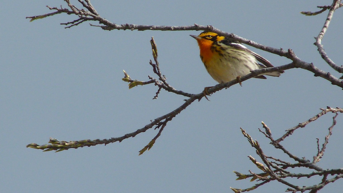 キマユアメリカムシクイ - ML644479492