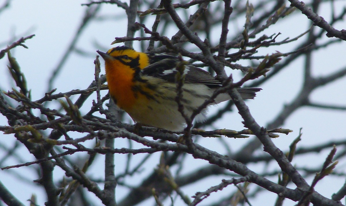 キマユアメリカムシクイ - ML644479493