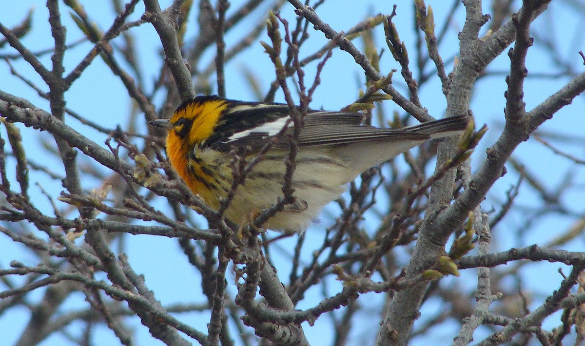 キマユアメリカムシクイ - ML644479494