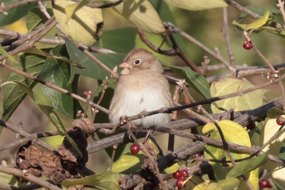 ヒメドリ - ML644479495