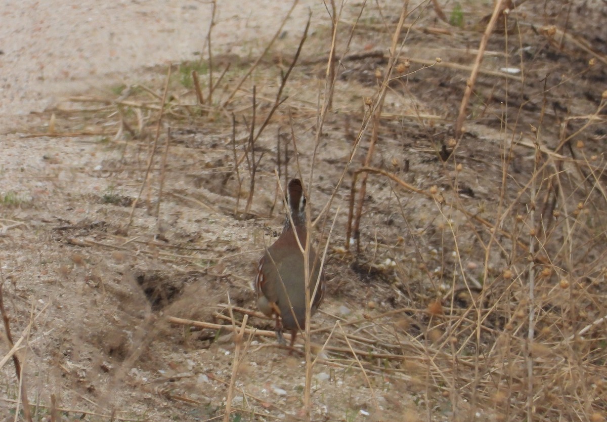 アカアシイワシャコ - ML644479496