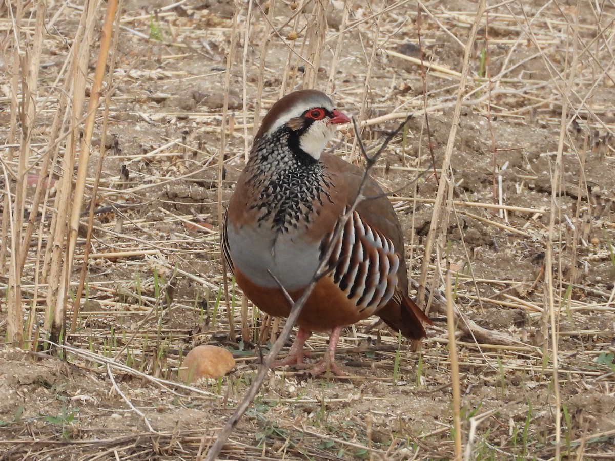 アカアシイワシャコ - ML644479497