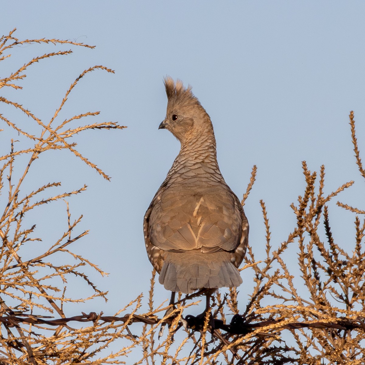 Scaled Quail - ML644479502