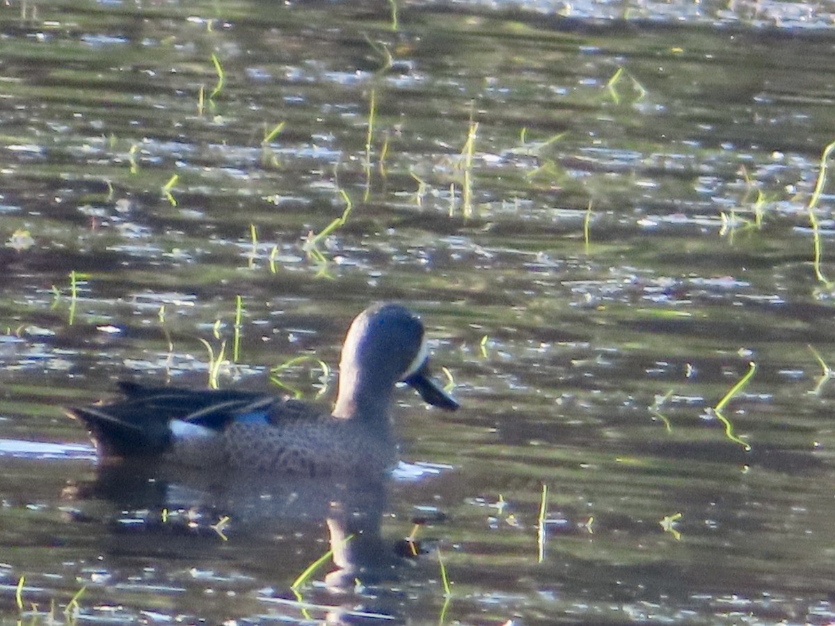 שרשיר כחול-כנף - ML644479508