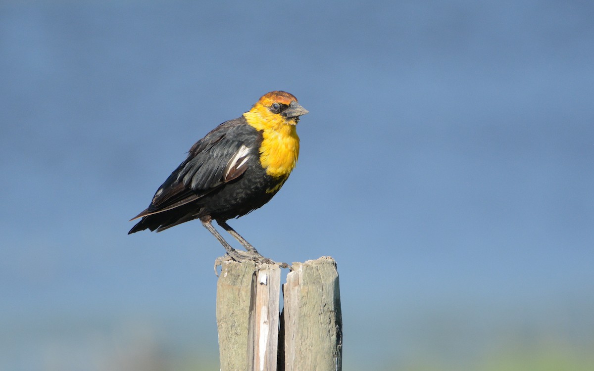 Yellow-headed Blackbird - Bridget Spencer