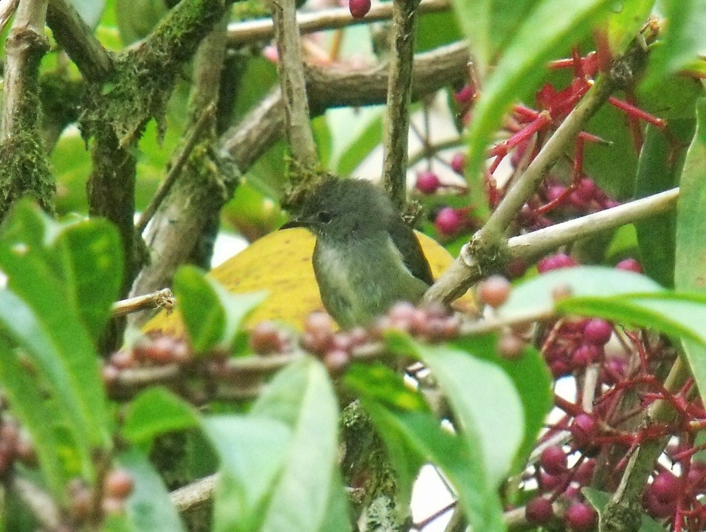 Black-sided Flowerpecker - ML644479510