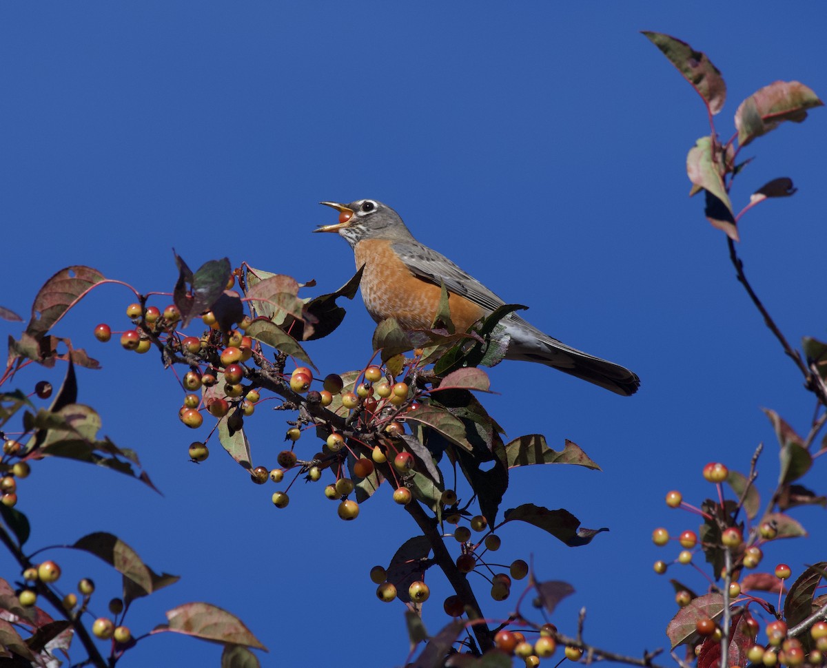 コマツグミ - ML644479526