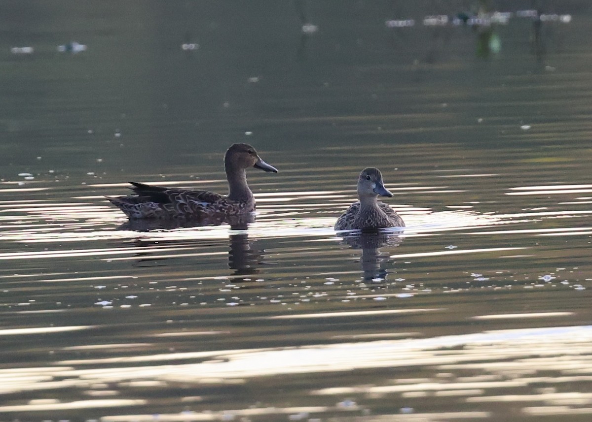 שרשיר כחול-כנף - ML644479527