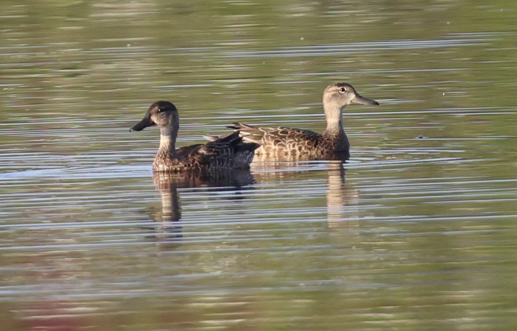 שרשיר כחול-כנף - ML644479528