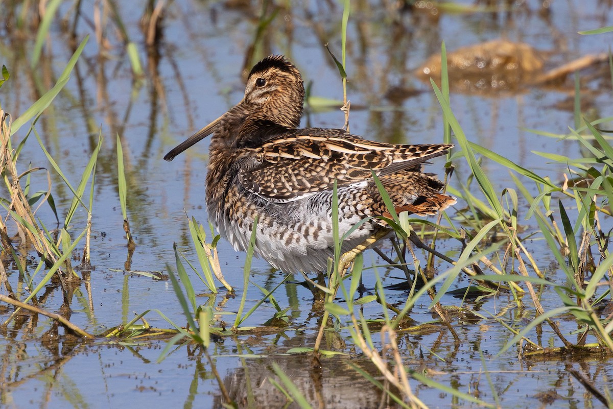 Common Snipe - ML644479530