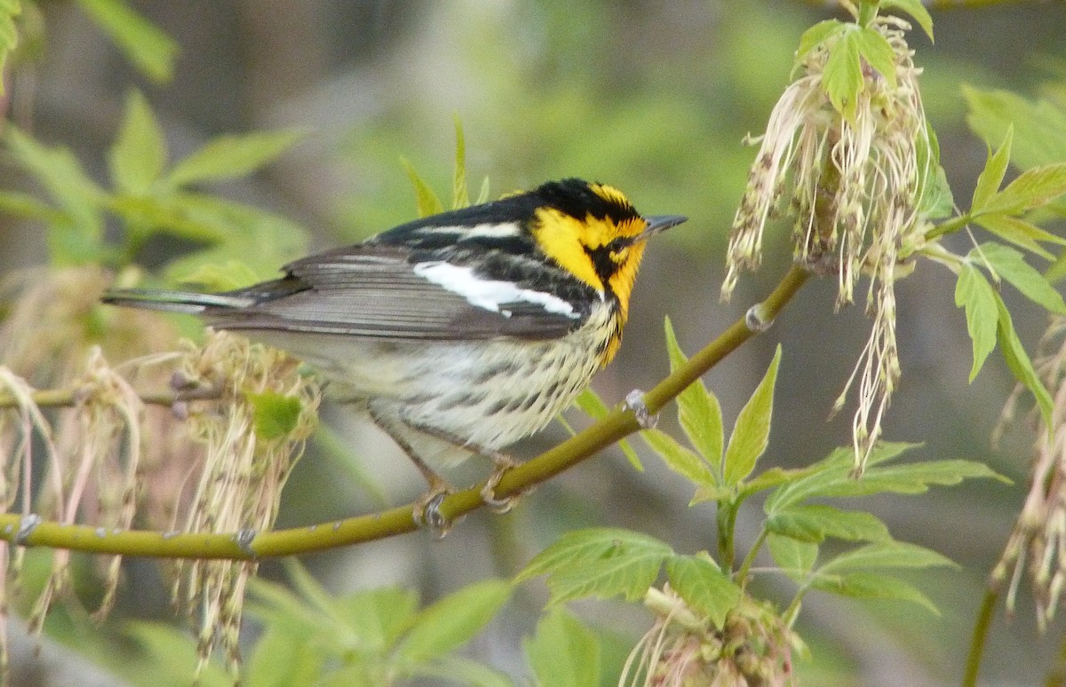 Turuncu Boğazlı Ötleğen - ML644479531