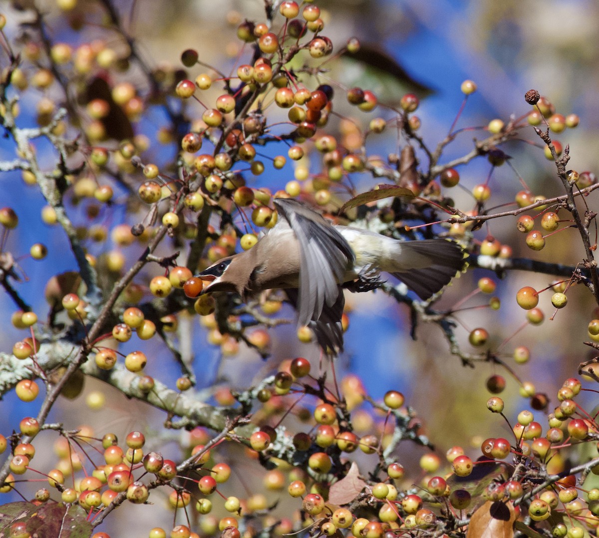 ヒメレンジャク - ML644479535