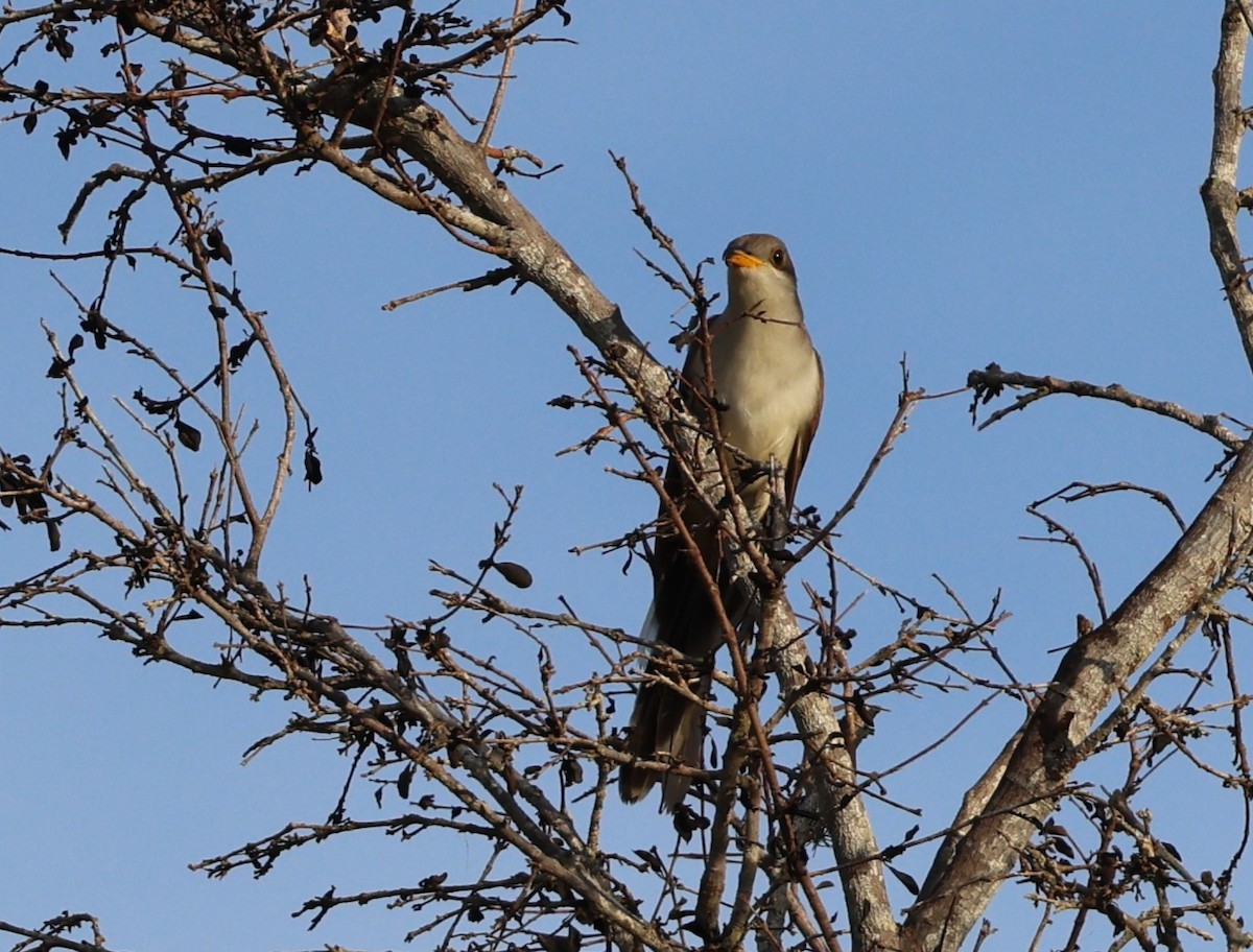 Yellow-billed Cuckoo - ML644479536