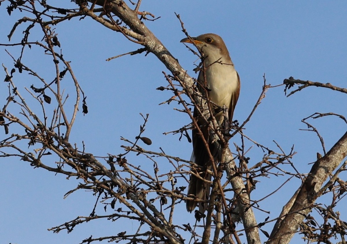 Yellow-billed Cuckoo - ML644479537
