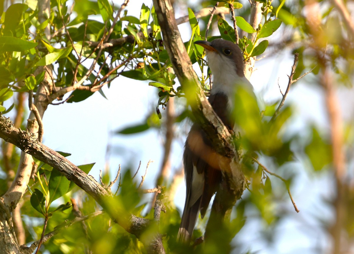 Yellow-billed Cuckoo - ML644479538