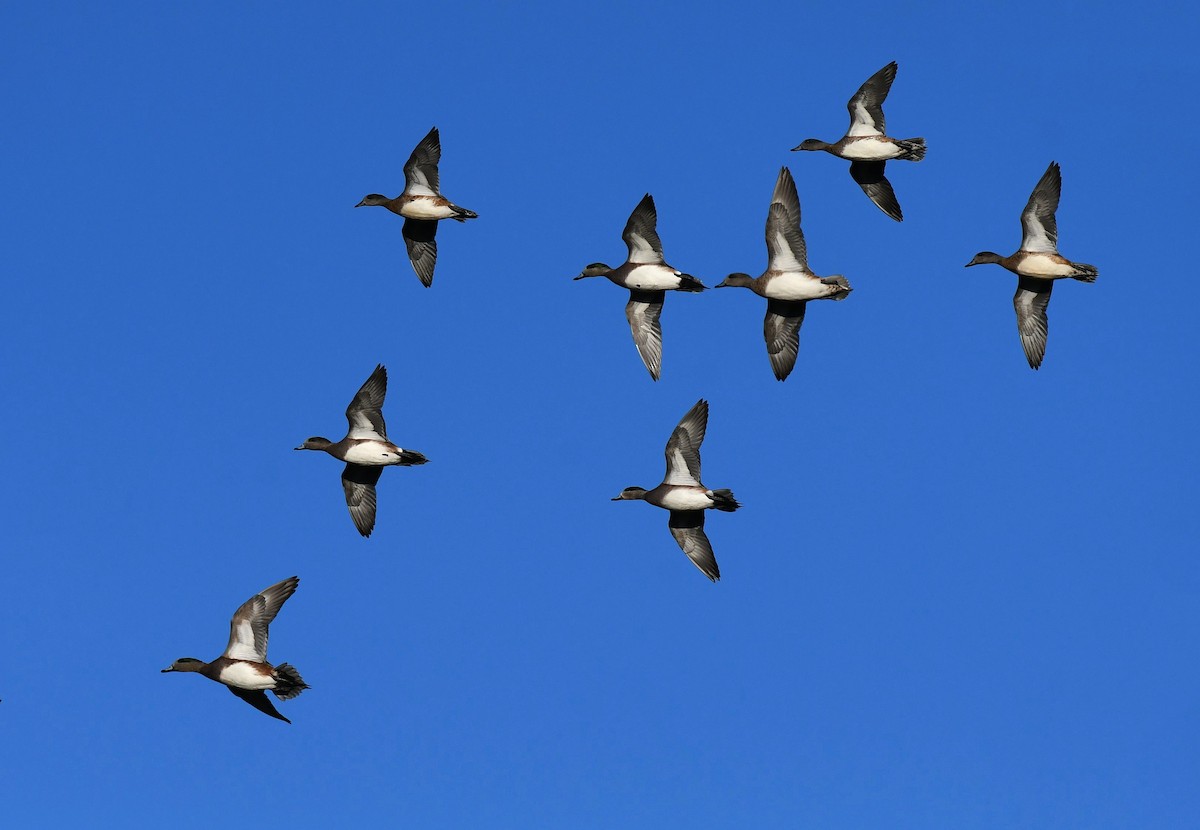 American Wigeon - ML644479558