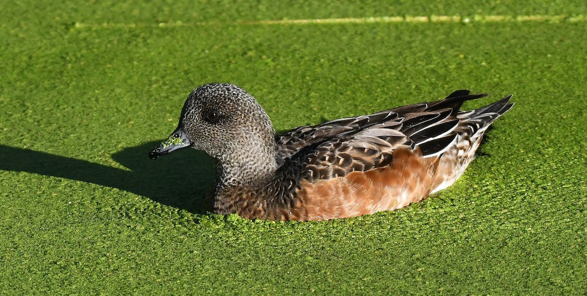 American Wigeon - ML644479564