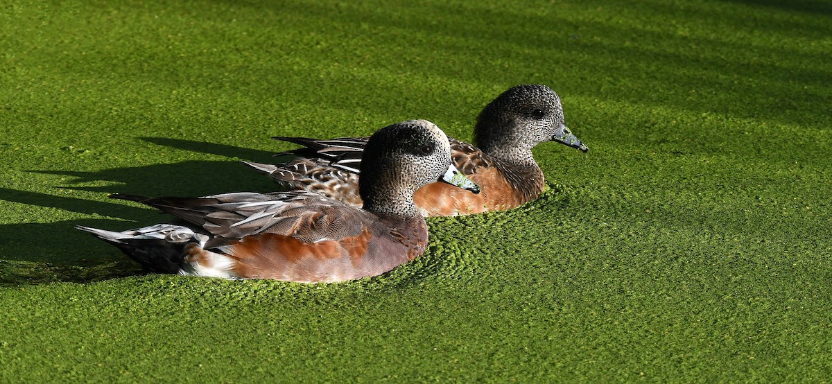 American Wigeon - ML644479570