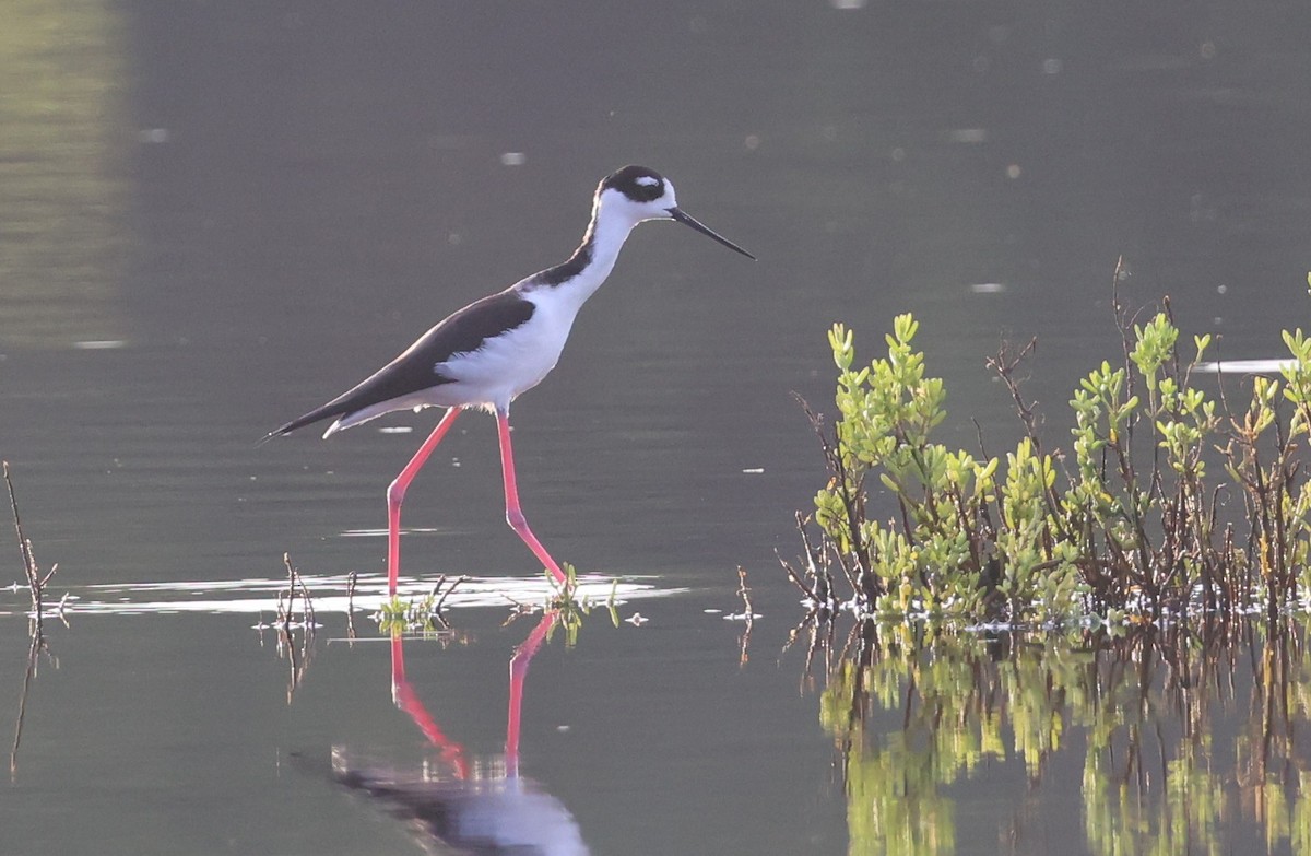 Schwarznacken-Stelzenläufer - ML644479572