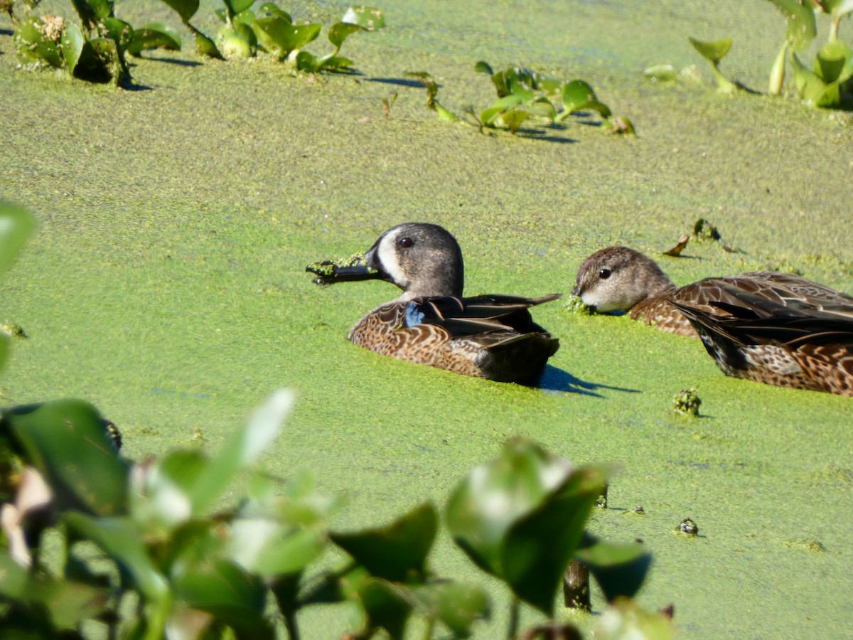 שרשיר כחול-כנף - ML644479577