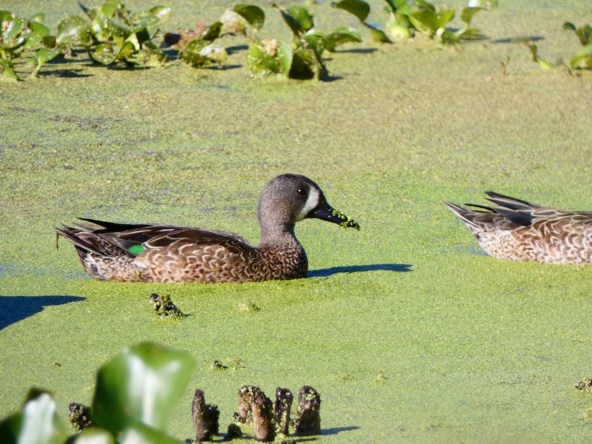 שרשיר כחול-כנף - ML644479578